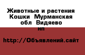 Животные и растения Кошки. Мурманская обл.,Видяево нп